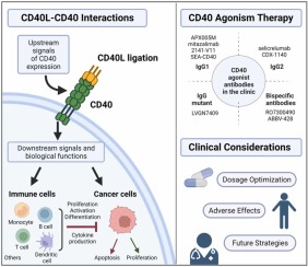 Harnessing the Potential of CD40 Agonism in Cancer Therapy