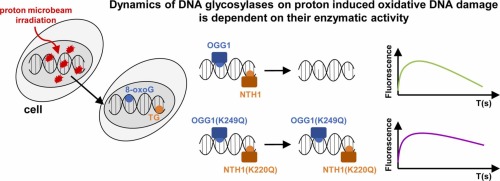 Targeted nuclear irradiation with a proton microbeam induces oxidative DNA base damage and triggers the recruitment of DNA glycosylases OGG1 and NTH1