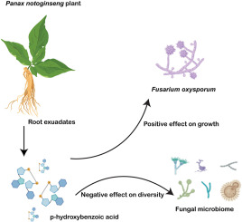 P-hydroxybenzoic acid positively affect the Fusarium oxysporum to stimulate root rot in Panax notoginseng