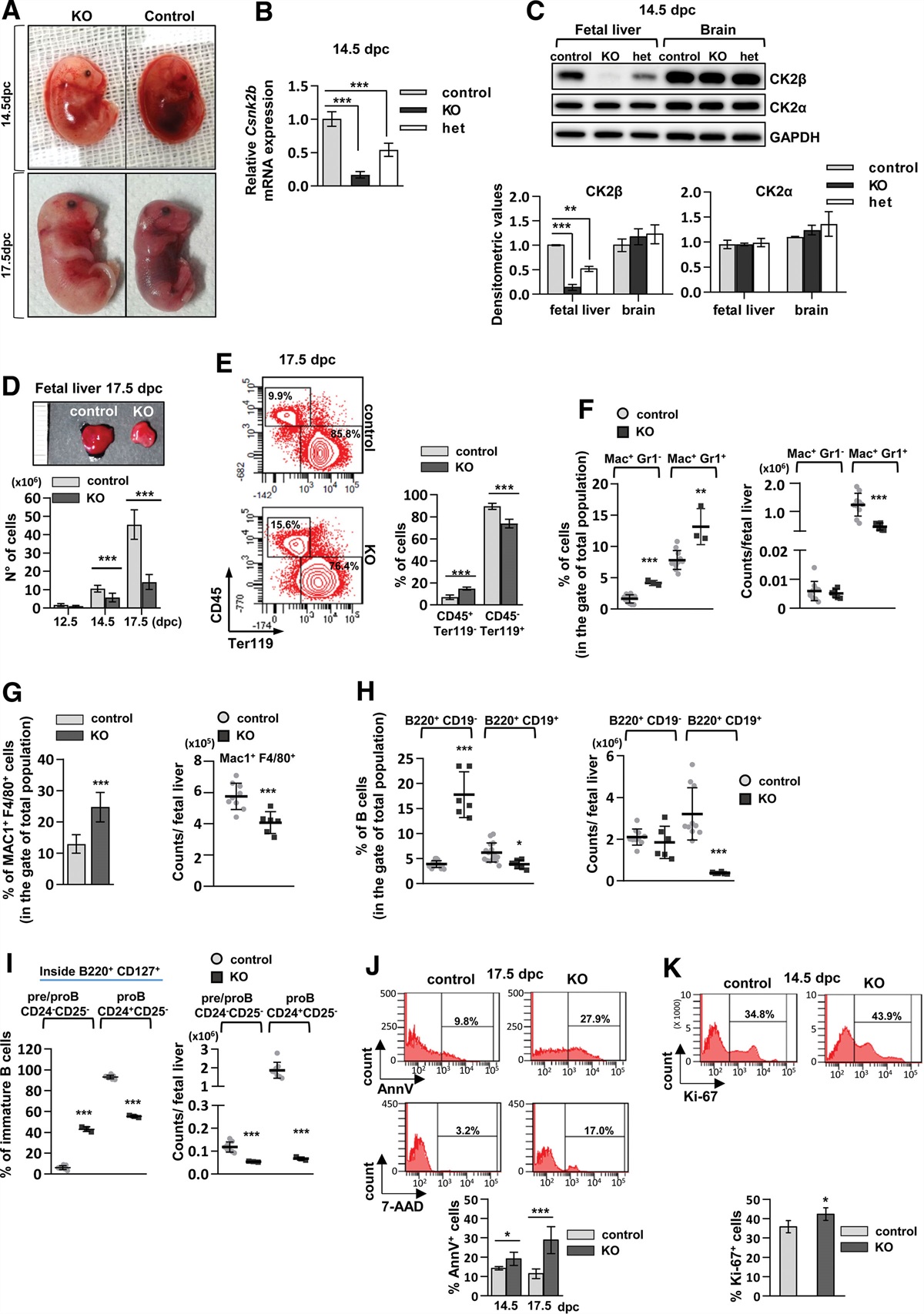 CK2β Regulates Hematopoietic Stem Cell Biology and Erythropoiesis