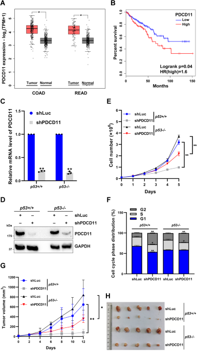 Programmed cell death 11 modulates but not entirely relies on p53-HDM2 loop to facilitate G2/M transition in colorectal cancer cells