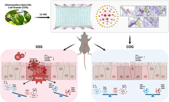 Integrating network pharmacology and experimental verification to explore the mucosal protective effect of Chimonanthus nitens Oliv. Leaf Granule on ulcerative colitis