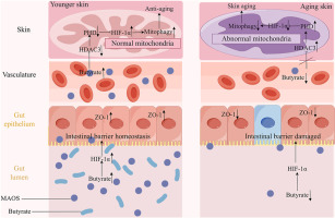 Alginate oligosaccharide-mediated butyrate-HIF-1α axis improves skin aging in mice