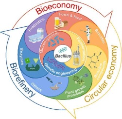 Bacillus genus industrial applications and innovation: First steps towards a circular bioeconomy