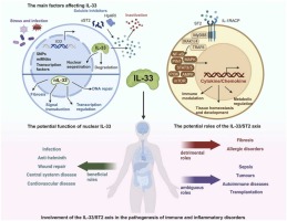 Interleukin-33/serum stimulation-2 pathway: Regulatory mechanisms and emerging implications in immune and inflammatory diseases