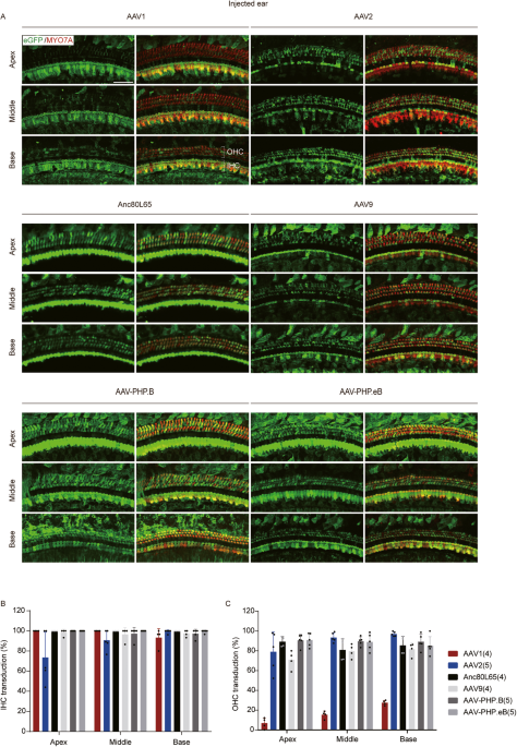 Distributional comparison of different AAV vectors after unilateral cochlear administration