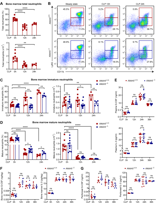 The RNA m6A demethylase ALKBH5 drives emergency granulopoiesis and neutrophil mobilization by upregulating G-CSFR expression