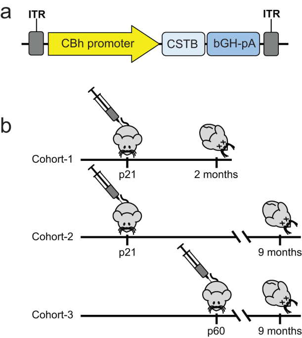 CSTB gene replacement improves neuroinflammation, neurodegeneration and ataxia in murine type 1 progressive myoclonus epilepsy