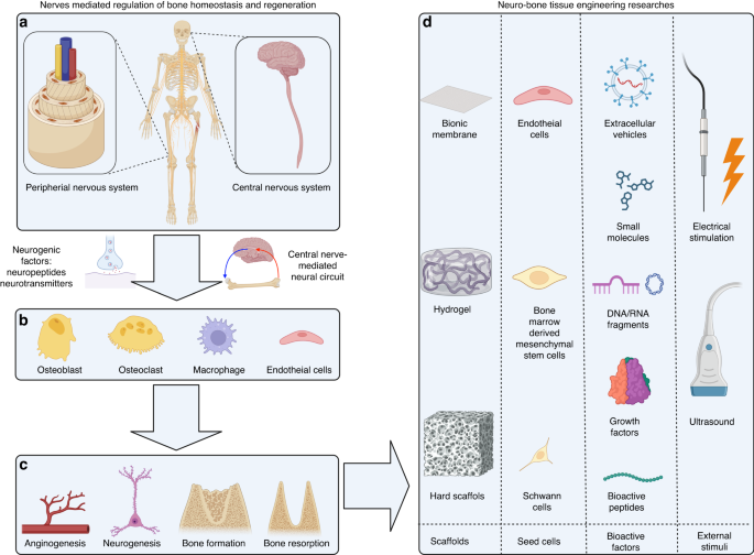 Neuro–bone tissue engineering: emerging mechanisms, potential strategies, and current challenges