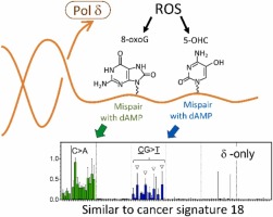 Biochemical analysis of H2O2-induced mutation spectra revealed that multiple damages were involved in the mutational process