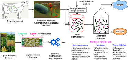Enhancing biogas generation from lignocellulosic biomass through biological pretreatment: Exploring the role of ruminant microbes and anaerobic fungi