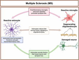 Astrocyte signaling and interactions in Multiple Sclerosis