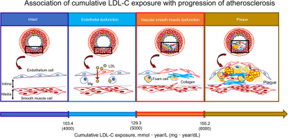 Association of Cumulative Low-density Lipoprotein Cholesterol Exposure with Vascular Function