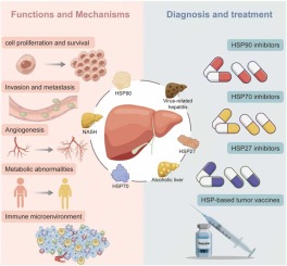Decoding the roles of heat shock proteins in liver cancer