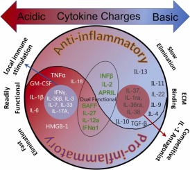 Unveiling Cytokine Charge Disparity as a Potential Mechanism for Immune Regulation