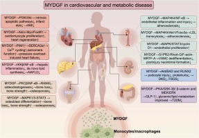 Myeloid-derived Growth Factor and its Effects on Cardiovascular and Metabolic Diseases