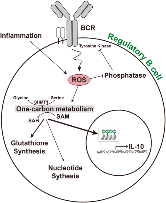 ROS-induced metabolic reprogramming to one-carbon metabolism and S-adenosylmethionine-mediated epigenetic modification in IL-10-producing B cells for the resolution of pneumonia