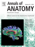 Internal vascular anatomy of the human lacrimal gland: A protocol based on cadaver dissection and three-dimensional micro-computed tomography