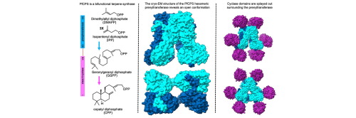 Structure of the prenyltransferase in bifunctional copalyl diphosphate synthase from Penicillium fellutanum reveals an open hexamer conformation