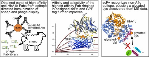 Towards detection of structurally-diverse glycated epitopes in native proteins: Single-chain antibody directed to non-A1c epitope in human haemoglobin