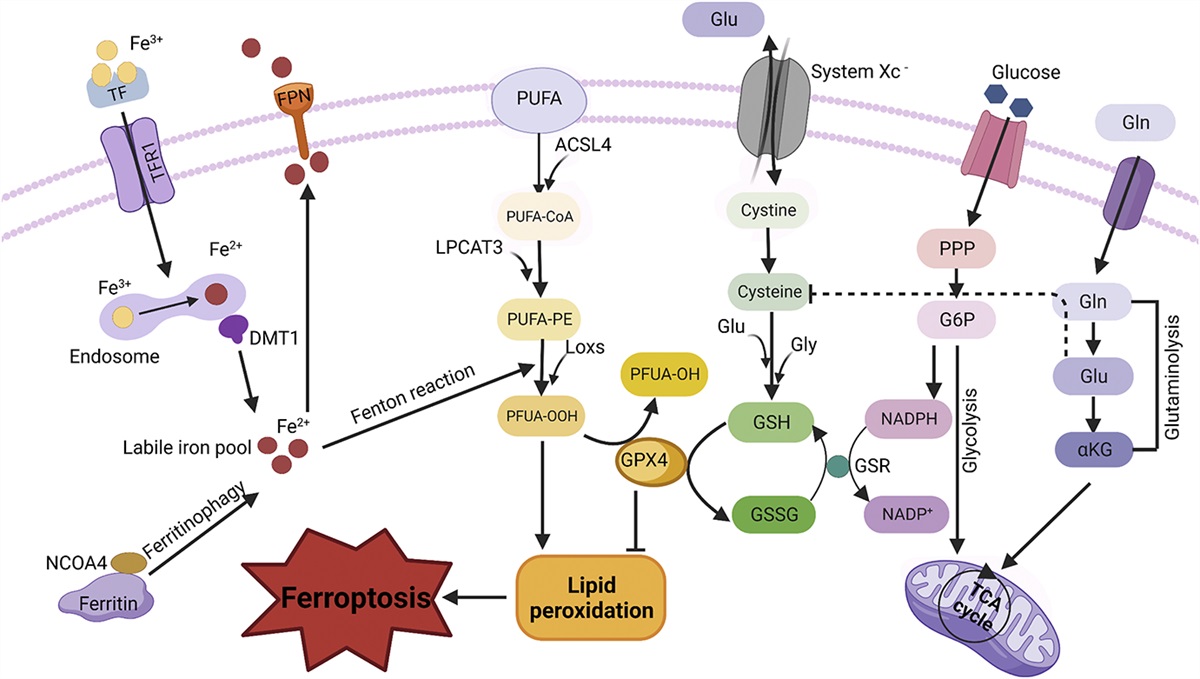 Ferroptosis Involved in Cardiovascular Diseases: Mechanism Exploration of Ferroptosis' Role in Common Pathological Changes