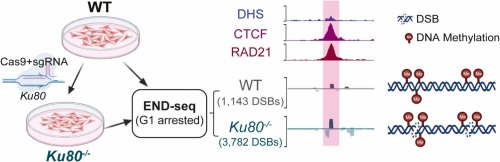 Ku80 is indispensable for repairing DNA double-strand breaks at highly methylated sites in human HCT116 cells