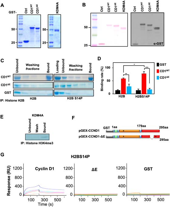 A cyclin D1 intrinsically disordered domain accesses modified histone motifs to govern gene transcription