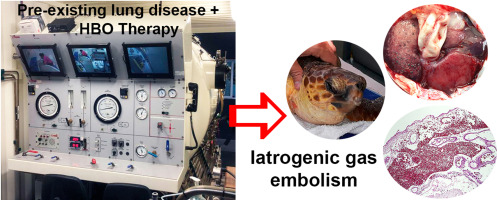 Iatrogenic gas embolism in a juvenile loggerhead sea turtle (Caretta caretta)