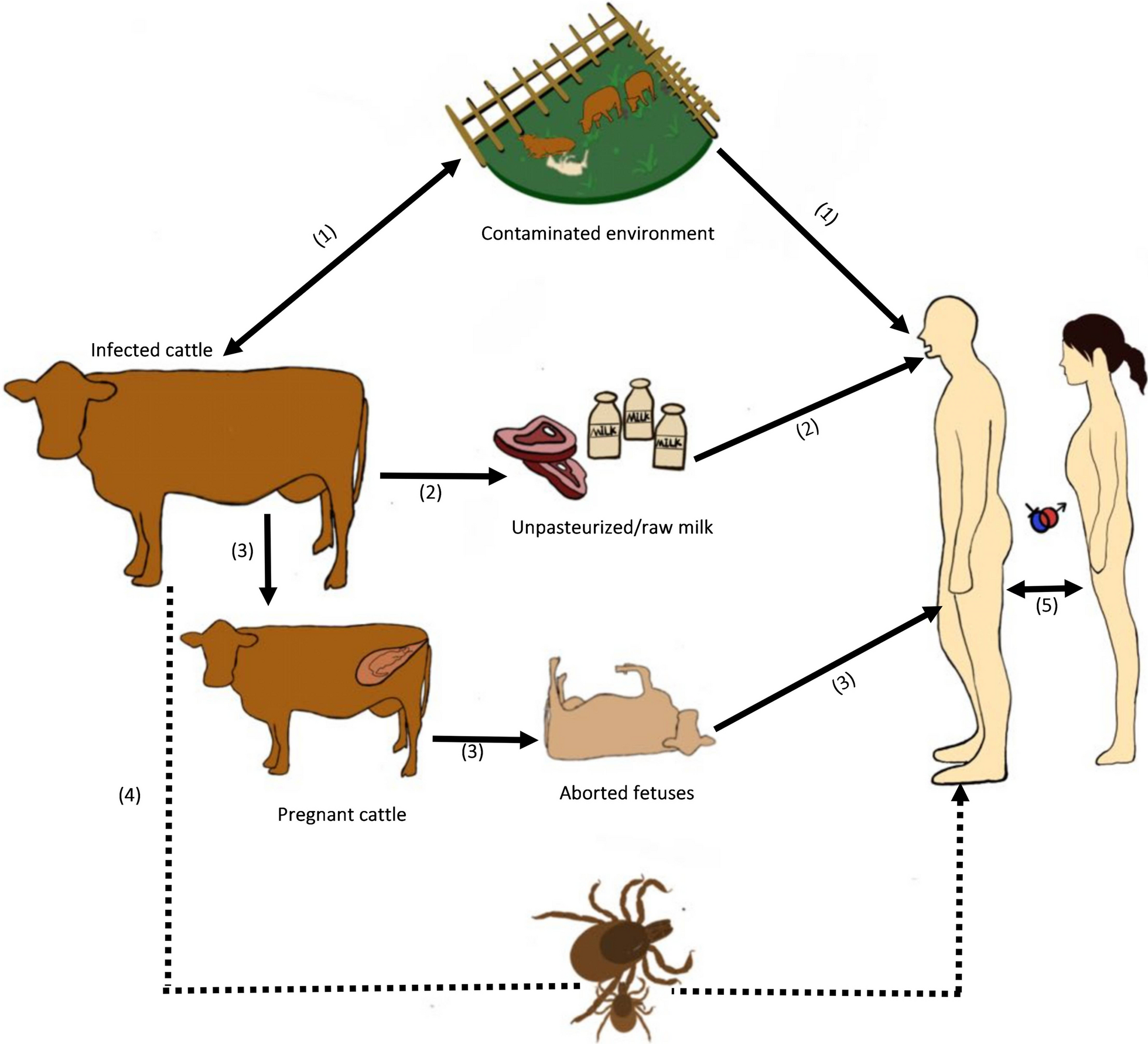 Evidence-practice gap analysis in the role of tick in brucellosis transmission: a scoping review