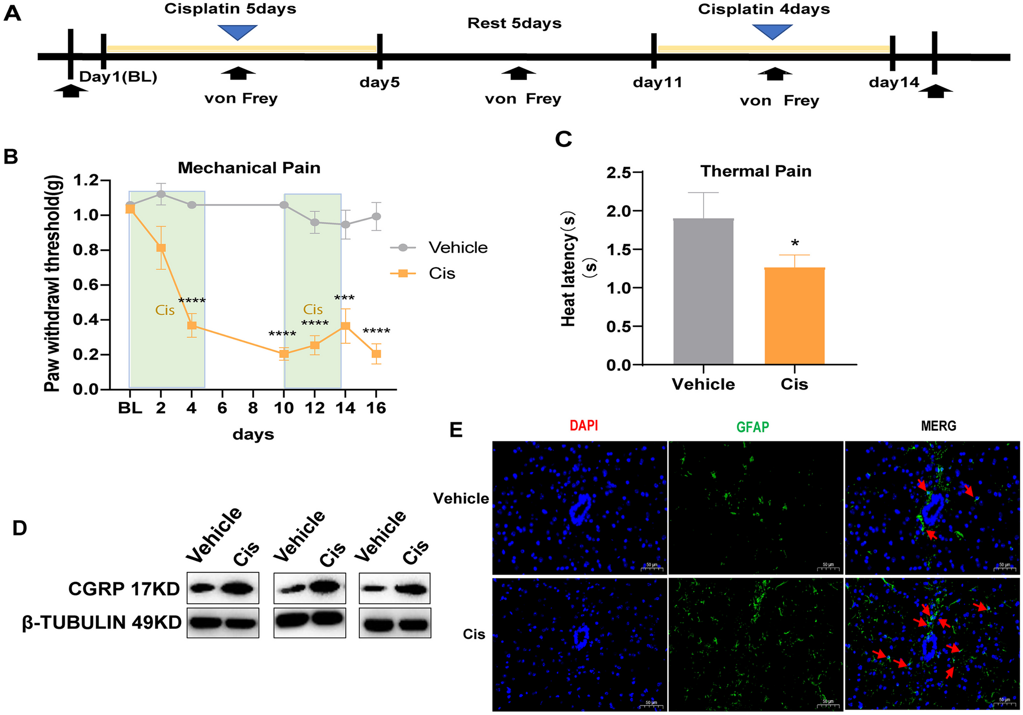 Monoclonal Antibody Targeting CGRP Relieves Cisplatin-Induced Neuropathic Pain by Attenuating Neuroinflammation