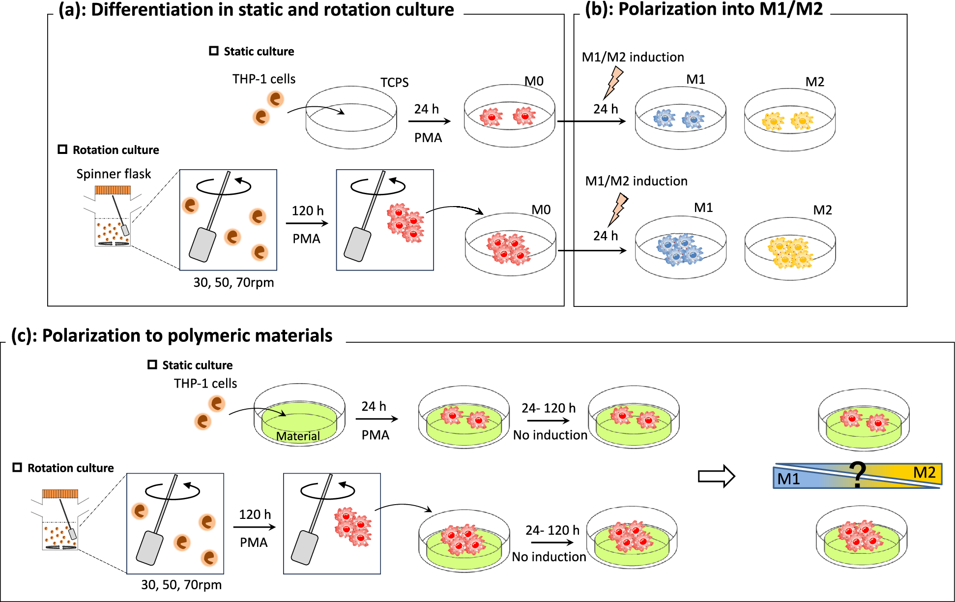 Characteristics of macrophage aggregates prepared by rotation culture and their response to polymeric materials