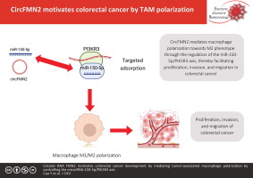 Circular RNA FMN2 motivates colorectal cancer development by mediating tumor-associated macrophage polarization by controlling the microRNA-150-5p/PIK3R3 axis