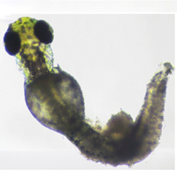 Morphological, teratogenic and behavioral evaluations of Gelidium spinosum methanol extract on zebrafish embryos