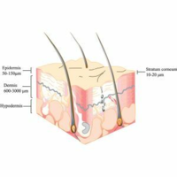 ﻿Microneedle and drug delivery across the skin: An overview