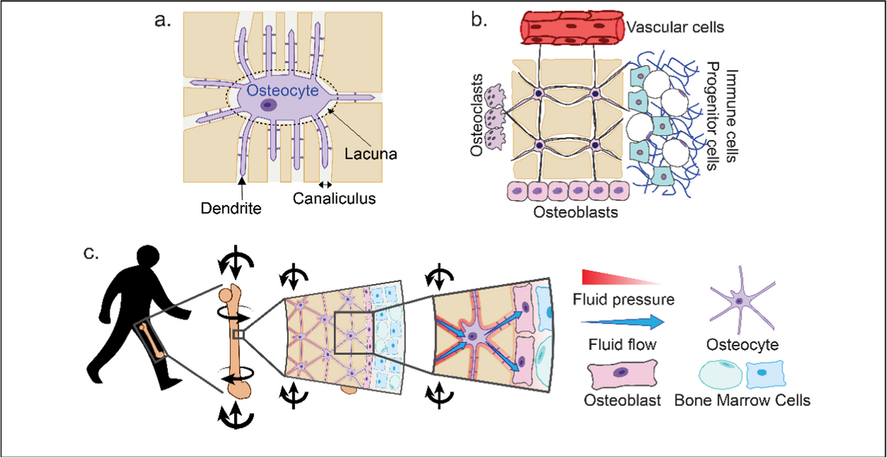 The Role of Osteocytes in Pre-metastatic Niche Formation