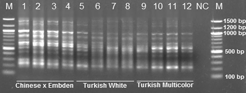 Transferability of Nikita and Sukkula retrotransposons in domestic goose (Anser anser domesticus) genome