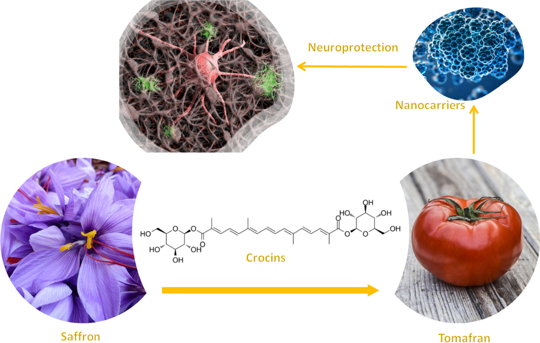 Neuroprotective properties of exosomes and chitosan nanoparticles of Tomafran, a bioengineered tomato enriched in crocins