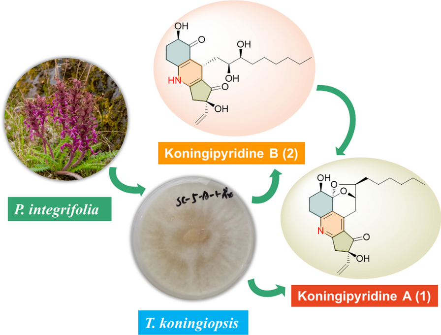 Koningipyridines A and B, two nitrogen-containing polyketides from the fungus Trichoderma koningiopsis SC-5
