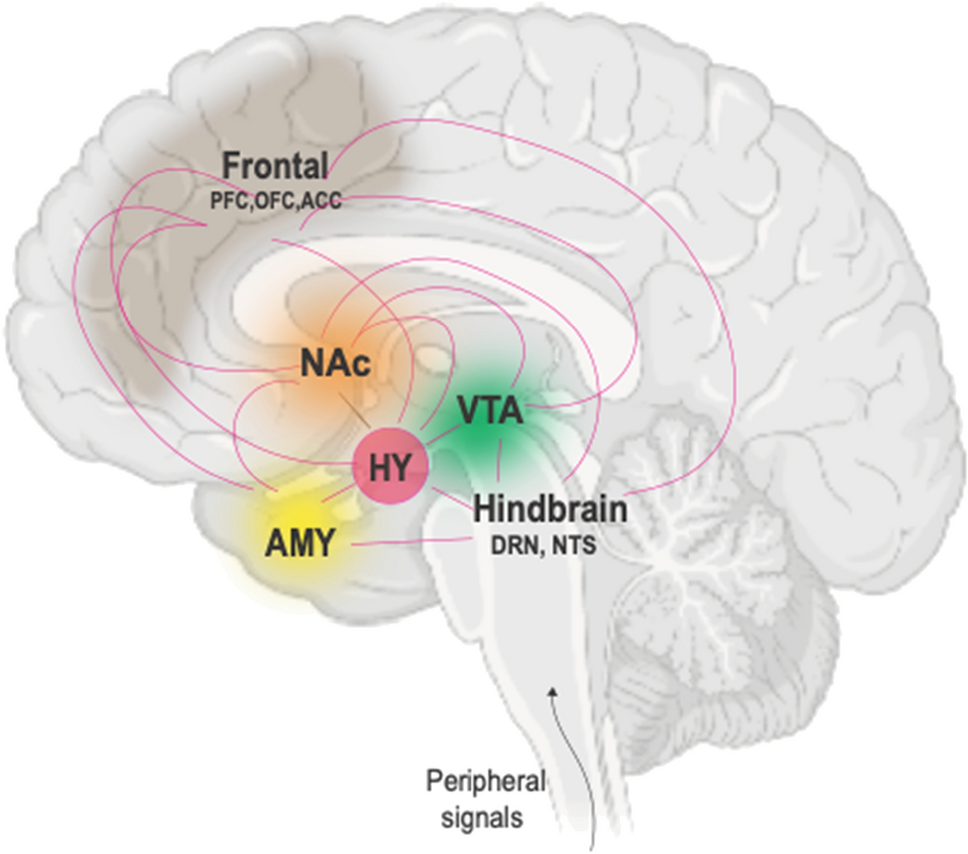 Current perspectives on brain circuits involved in food addiction-like behaviors