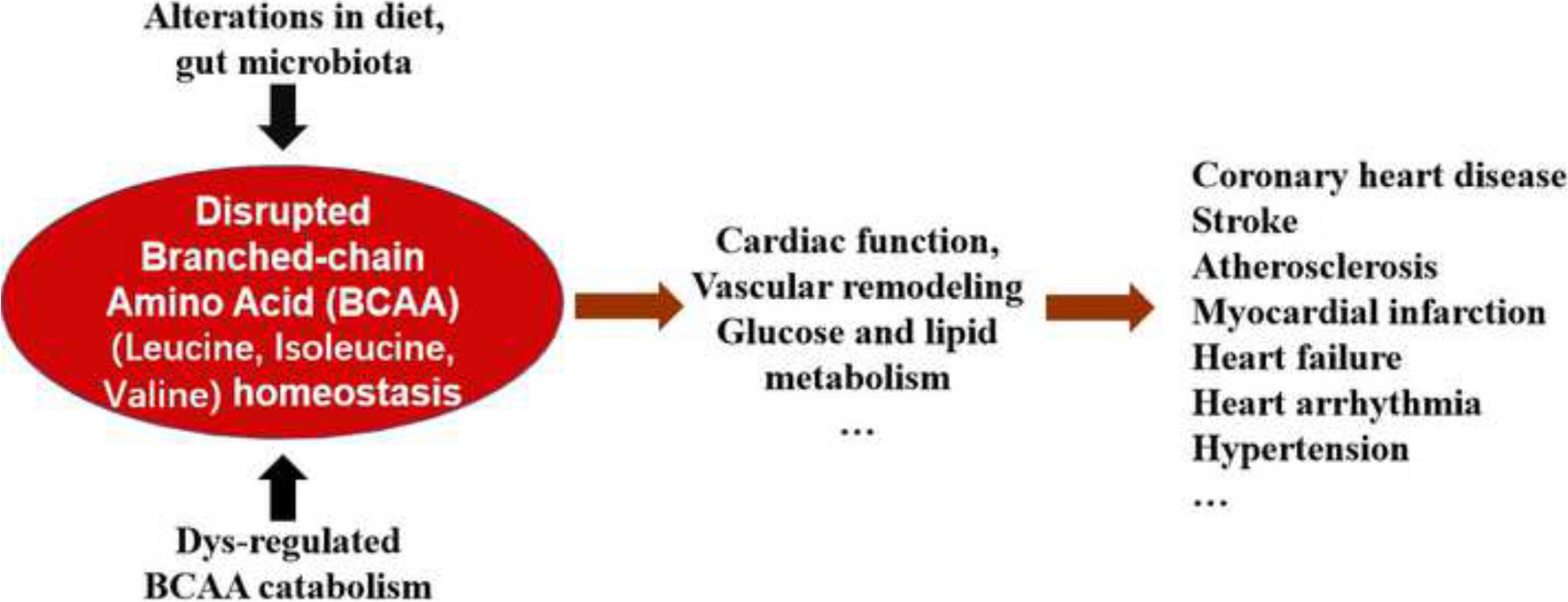 The Role of Branched-chain Amino Acids and Their Metabolism in Cardiovascular Diseases
