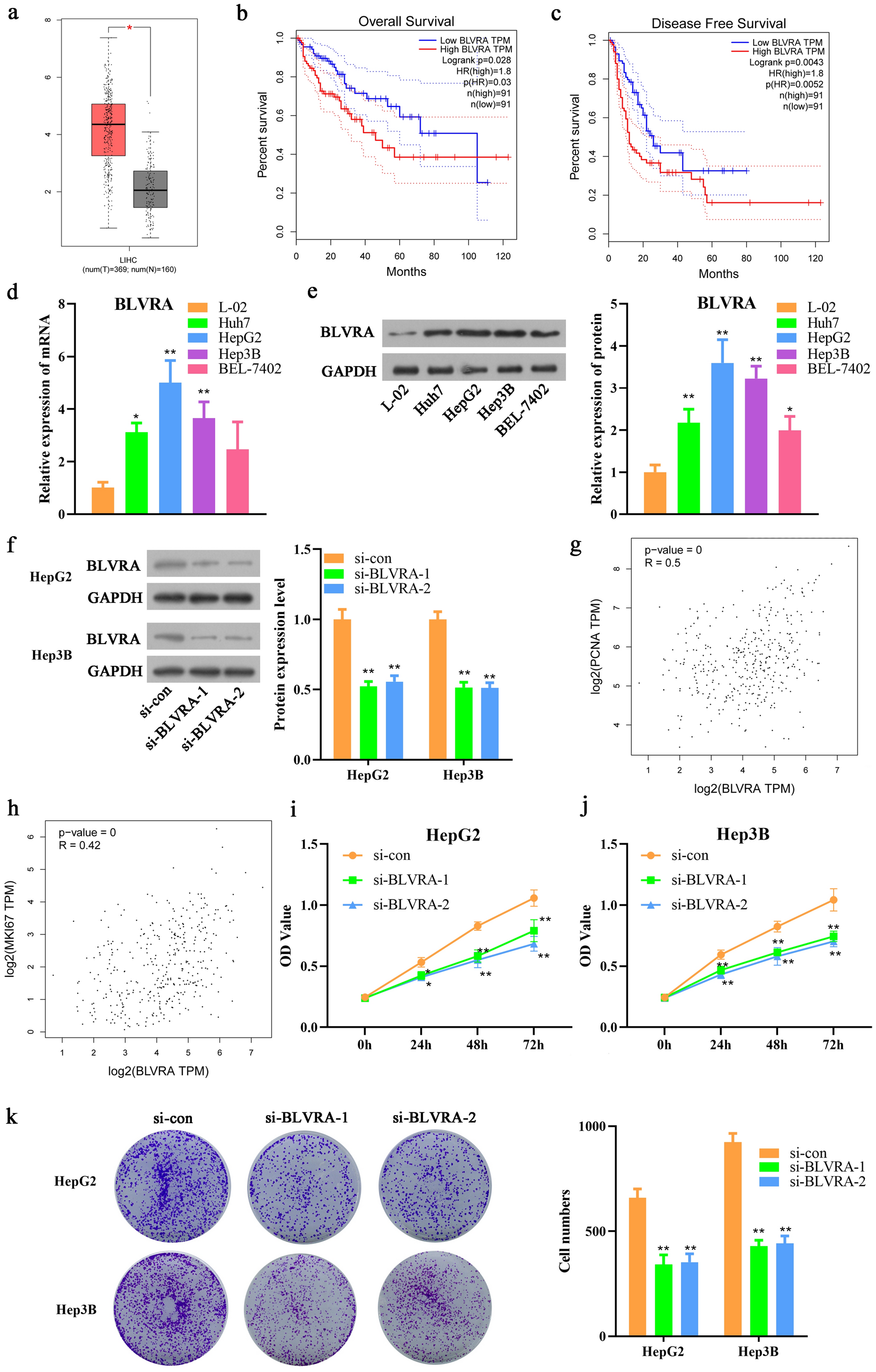 BLVRA exerts its biological effects to induce malignant properties of hepatocellular carcinoma cells via Wnt/β-catenin pathway