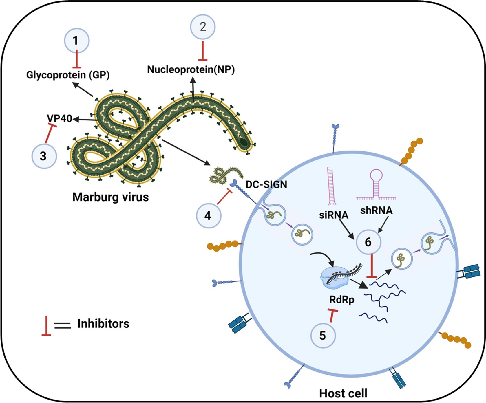 Recent Advancements in the Therapeutic Development for Marburg Virus: Updates on Clinical Trials