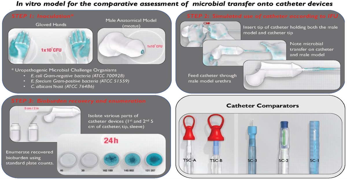 Microbial Transfer by Intermittent Catheters: An: In Vitro: Evaluation of Microbial Transfer in Catheter With Variable Protective Features