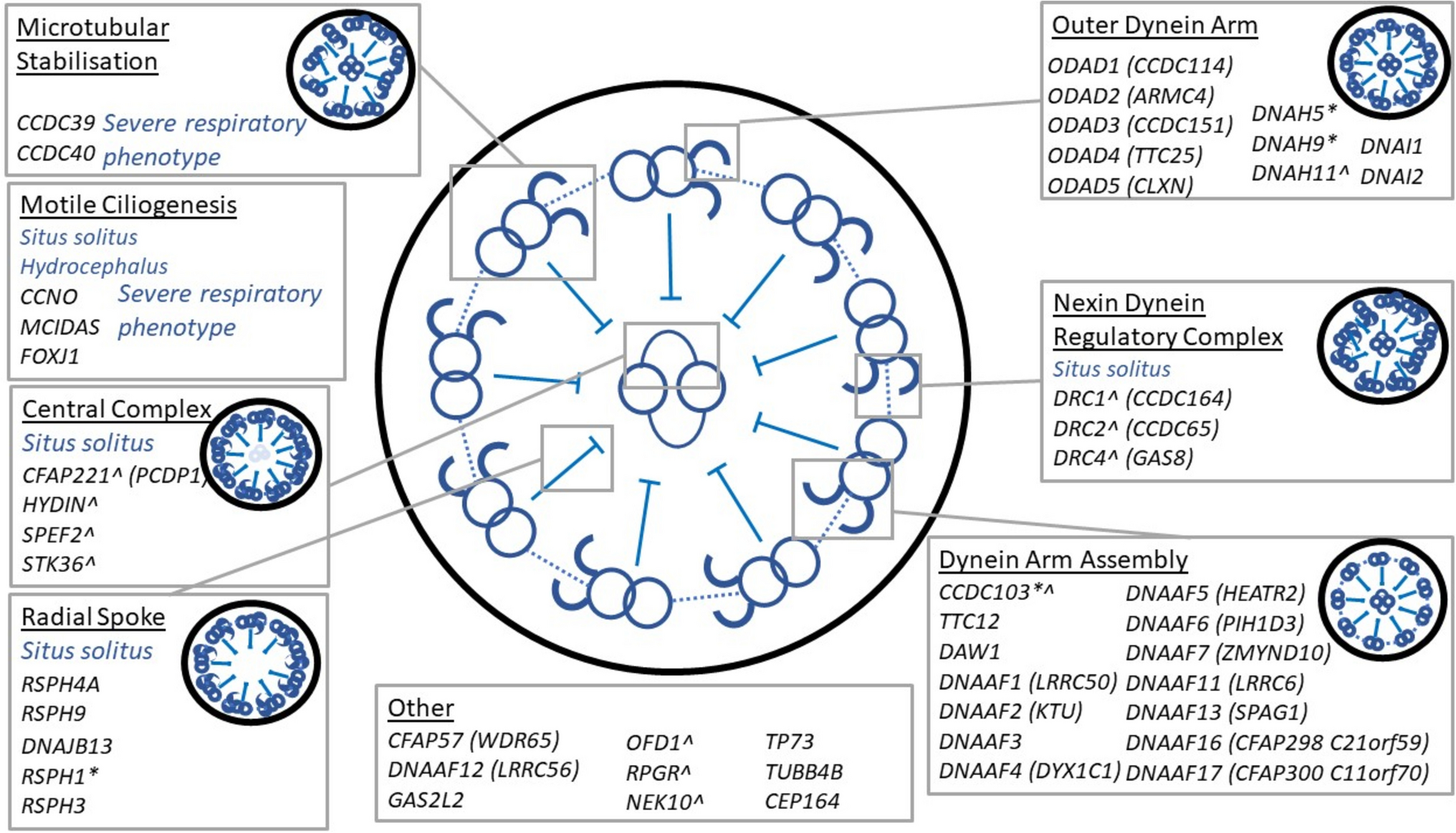 Primary Ciliary Dyskinesia: Integrating Genetics into Clinical Practice