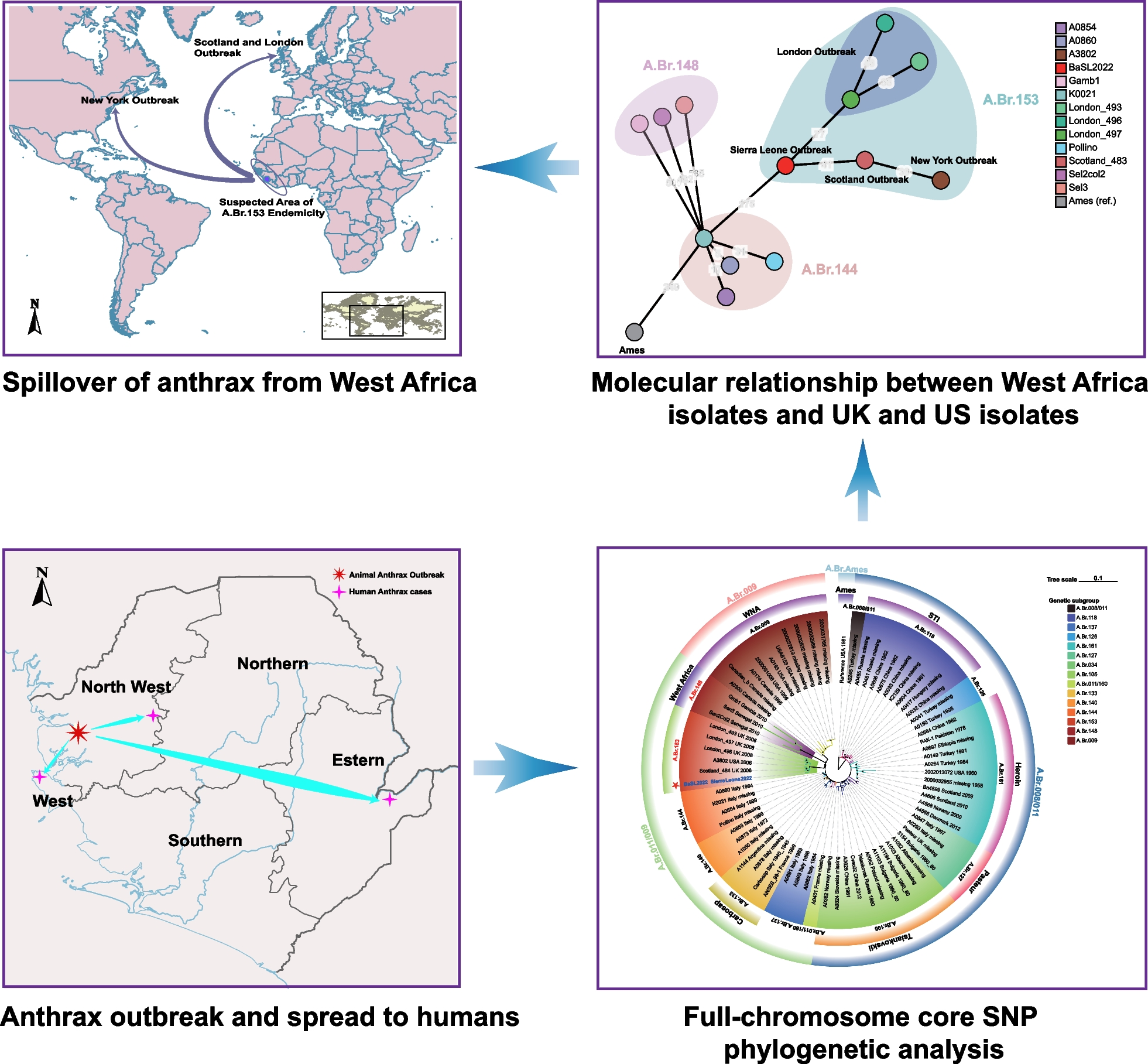 Molecular characterization of an outbreak-involved Bacillus anthracis strain confirms the spillover of anthrax from West Africa