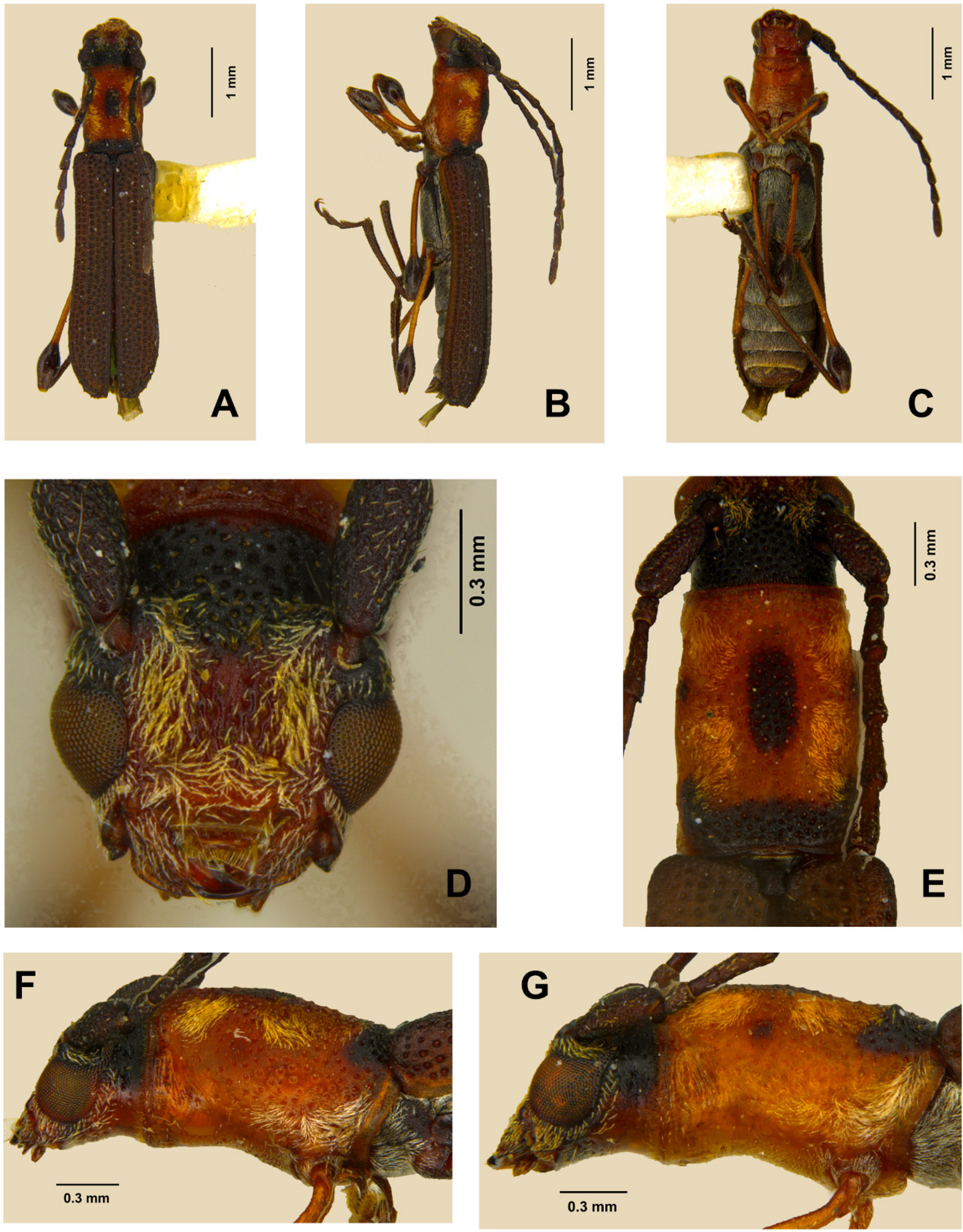 Two New Species of Dihammaphora (Coleoptera, Cerambycidae, Rhopalophorini), with Taxonomical and Geographical Notes for the Genus