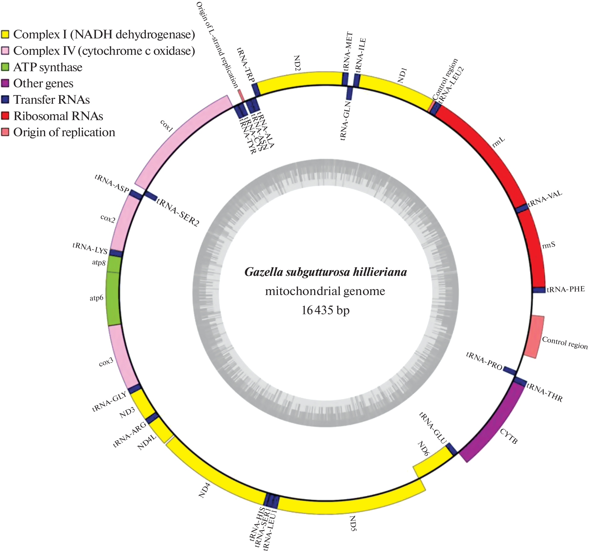The Complete Mitochondrial Genome of the Goitered Gazelle (Gazella subgutturosa hillieriana) from Ningxia Hui Autonomous Region, China