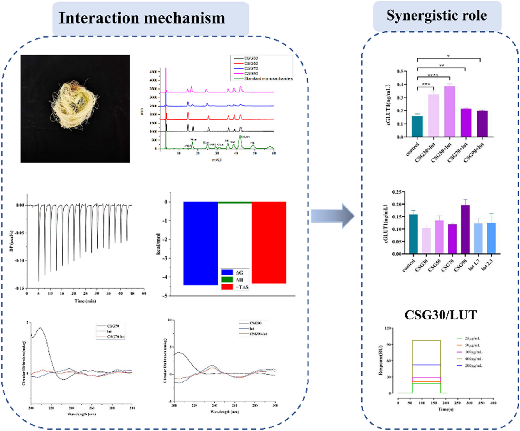 Interaction mechanism between luteoloside and corn silk glycans and the synergistic role in hypoglycemic activity