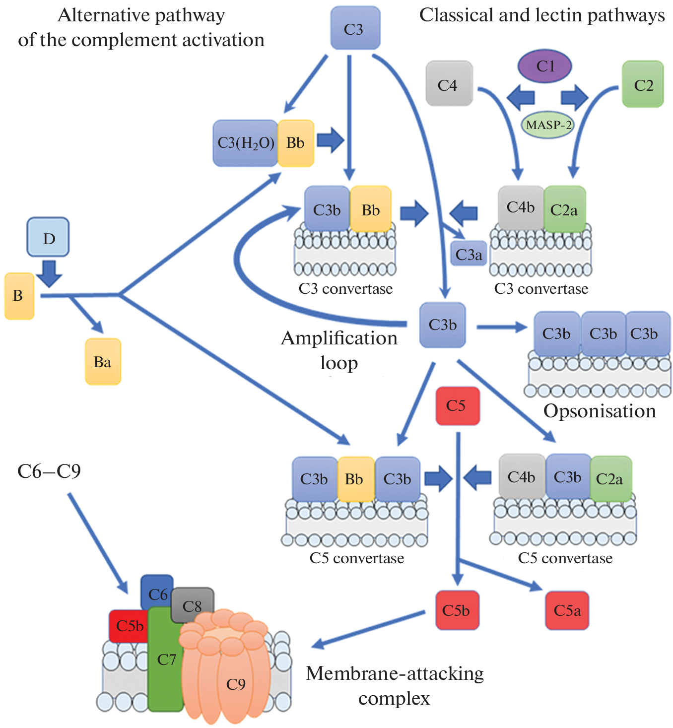 Activation of Complement Factor C3/C3b Deposition on the of Endothelial Cell Surface by Histamine As one of the Causes of Endothelium Damage in COVID-19