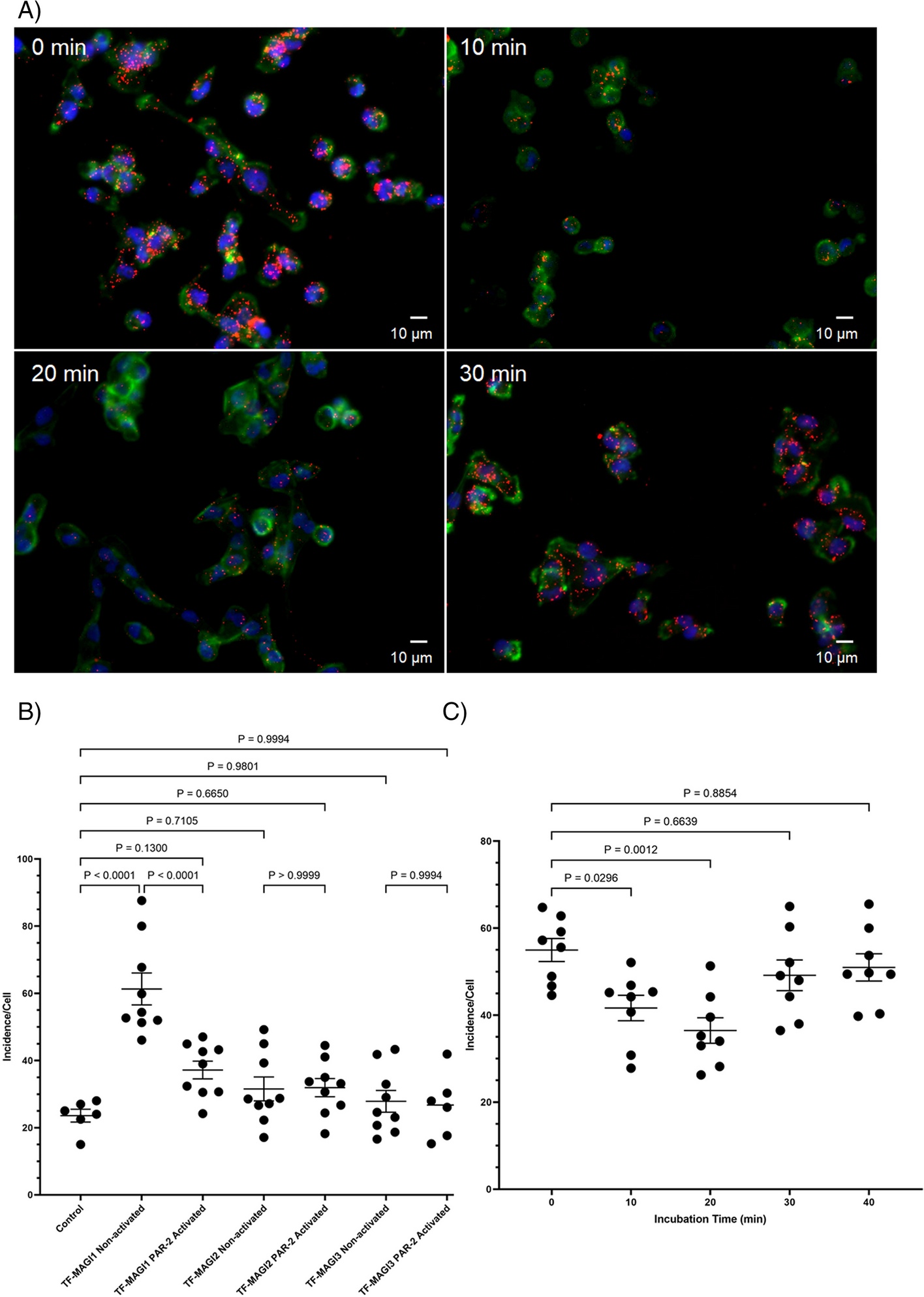 Regulation of tissue factor activity by interaction with the first PDZ domain of MAGI1